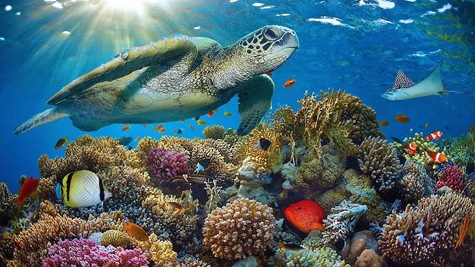 团圆饭电视剧全集 - 深蓝星球获奖纪录片海报